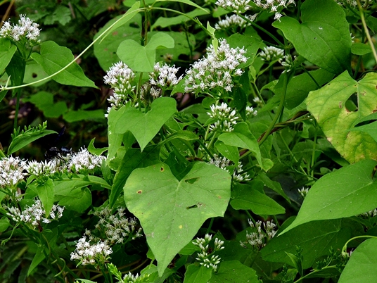 {Mikania scandens}